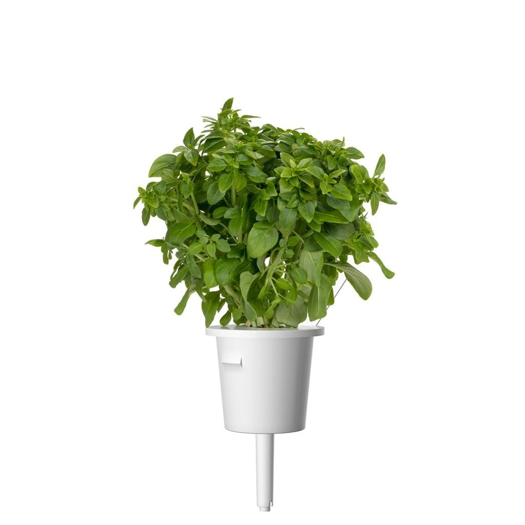 Click & Grow - Smart Garden Refill - Dwarf Basil