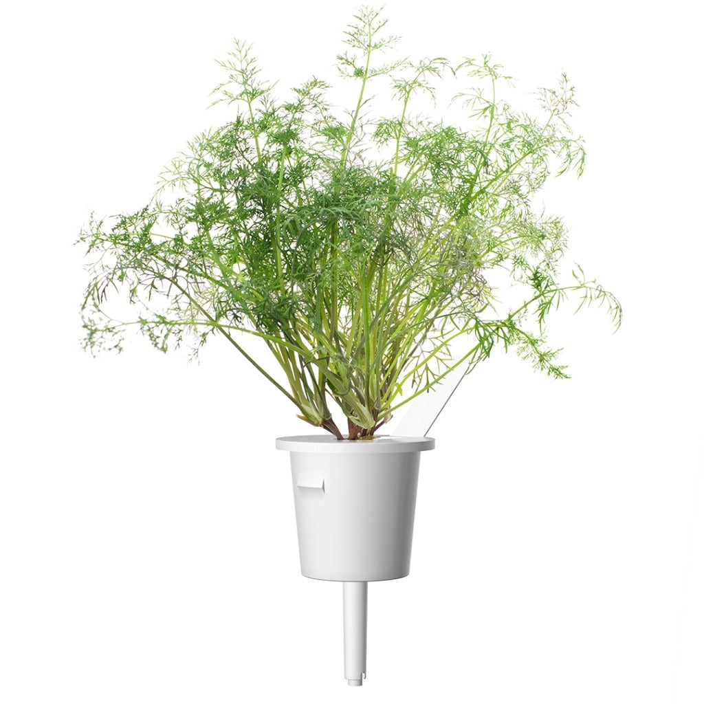 Click & Grow - Smart Garden Refill - Dill