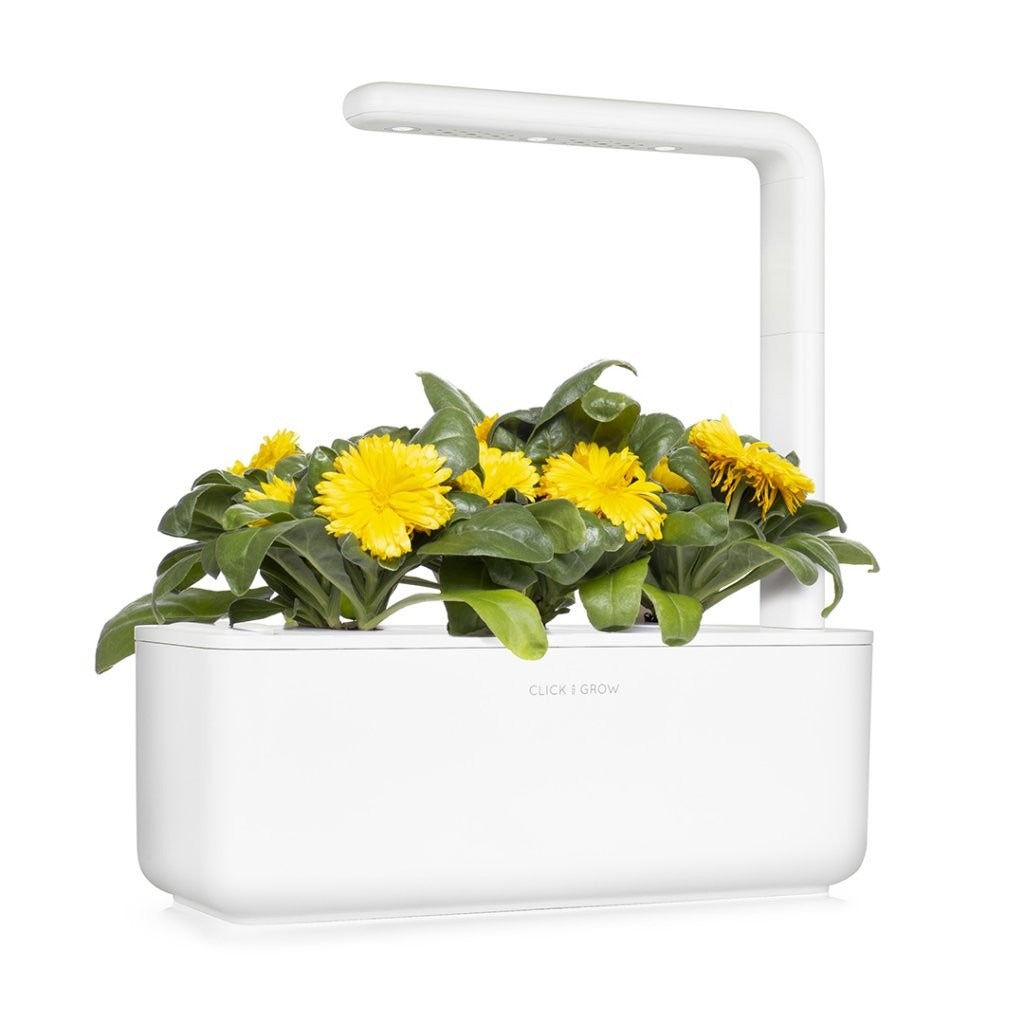 Click & Grow - Smart Garden Refill - Calendula