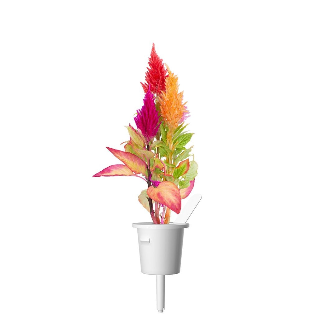 Click & Grow - Smart Garden Refill - Cockscomb