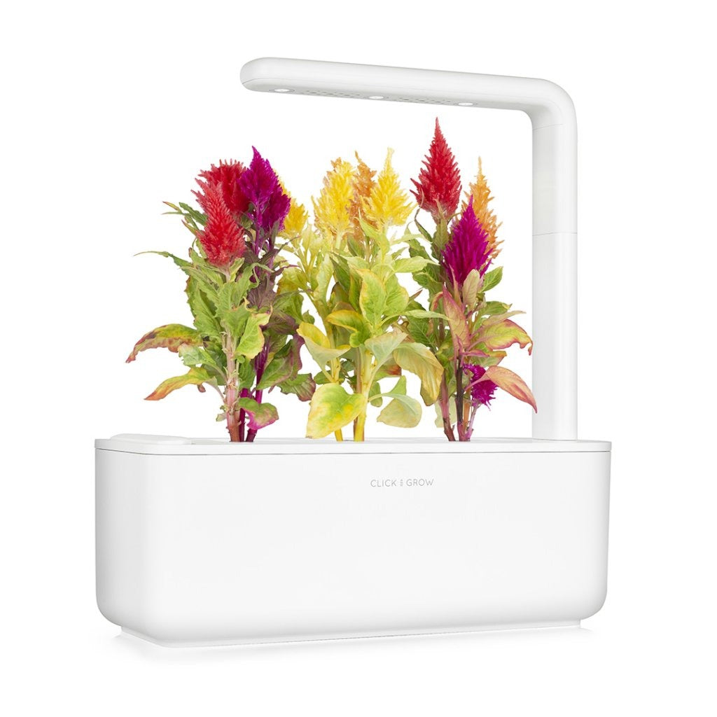 Click & Grow - Smart Garden Refill - Cockscomb