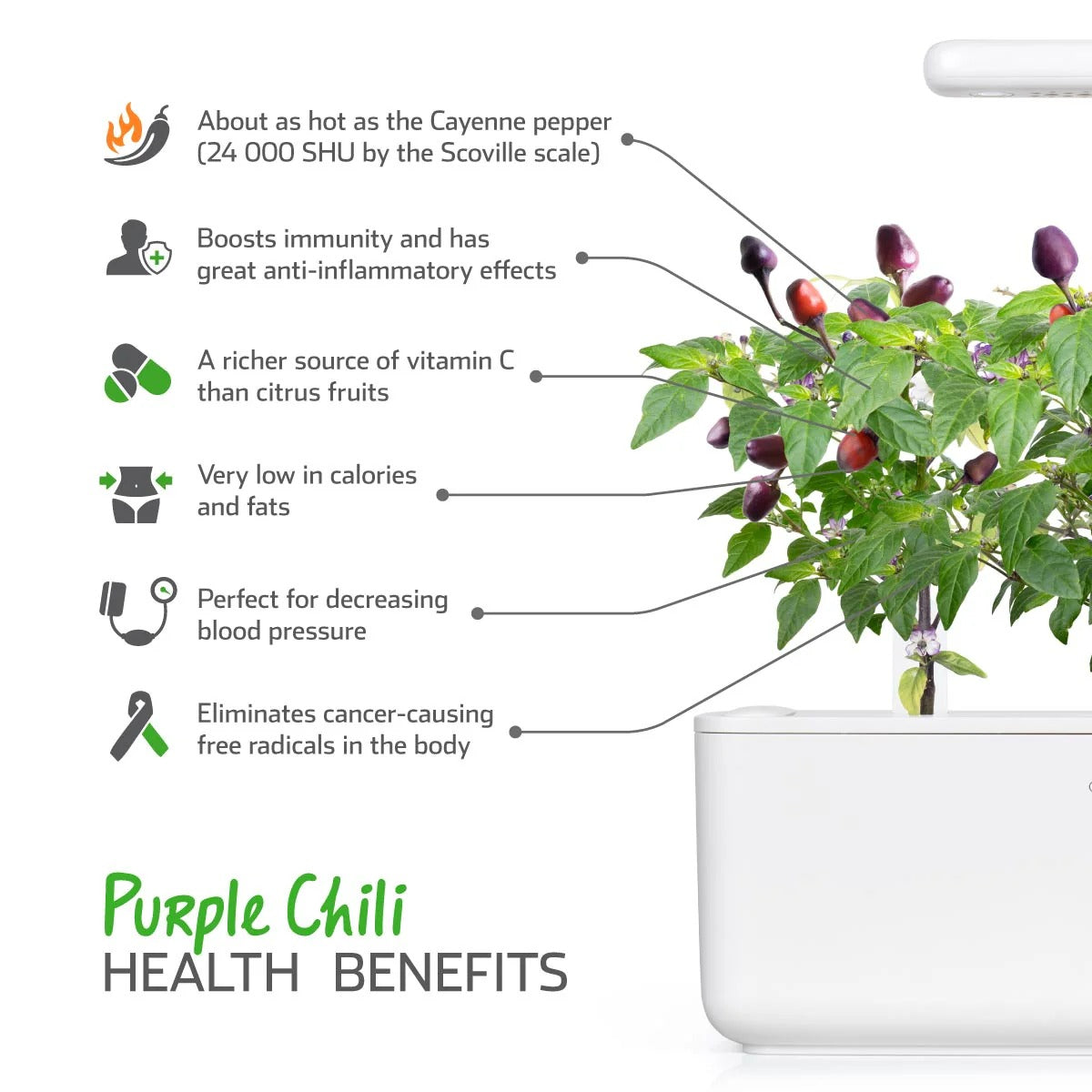 Click & Grow - Smart Garden Refill - Purple Chili Pepper