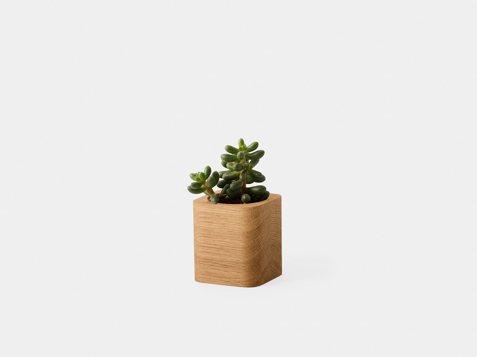 Oakywood - Cubic Pot