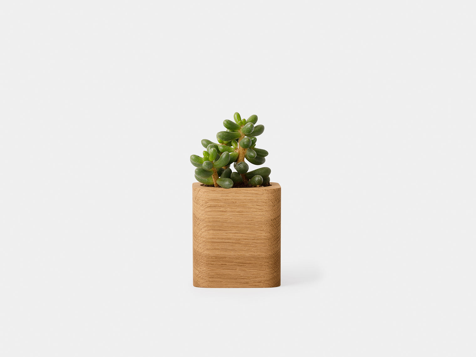 Oakywood - Cubic Pot